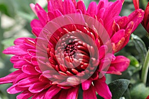 Closeup of various pink garden mums in flower