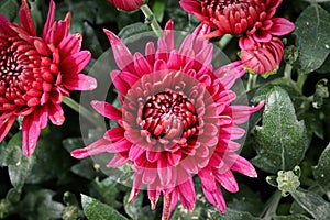 Closeup of various pink garden mums in flower