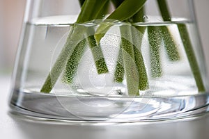 Closeup of vase with flowers` bottom parts in water