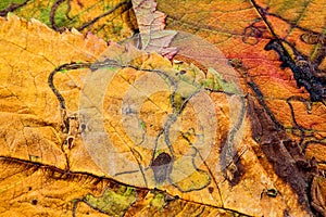 A closeup of the veins on autumn leaves