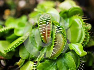 Closeup Venus flytrap ,Insectivorous plants ,Low Giant ,Dionaea muscipula ,needle-like-teeth ,venus fly catcher