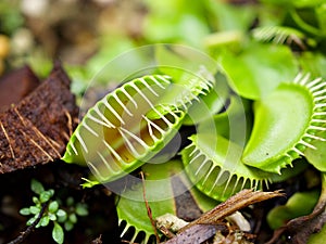 Closeup Venus flytrap ,Insectivorous plants ,Low Giant ,Dionaea muscipula ,needle-like-teeth ,venus fly catcher