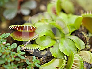 Closeup Venus flytrap ,Insectivorous plants ,Low Giant ,Dionaea muscipula ,needle-like-teeth ,venus fly catcher