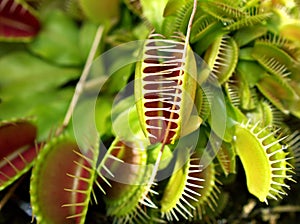 Closeup Venus flytrap ,Insectivorous plants ,Low Giant ,Dionaea muscipula ,needle-like-teeth ,venus fly catcher ,Cook`s Carnivorou