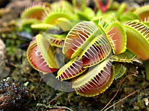 Closeup Venus flytrap ,Insectivorous plants ,Low Giant ,Dionaea muscipula ,needle-like-teeth ,venus fly catcher ,Cook`s Carnivorou