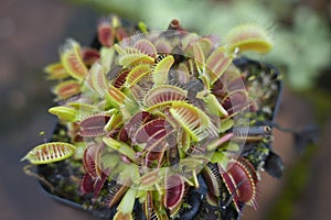 Closeup of a Venus flytrap in  the pot, a carnivorous plant with open jaws