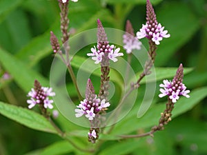 Closeup of Verbena officinalis, the common vervain or common verbena.