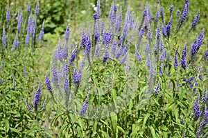 Veronica grandis with royal blue flowers photo