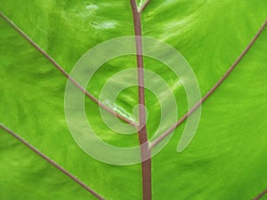 Closeup, Vertical abstract soft blur green striped leaf texture for background or design advertising product, Greenery nature