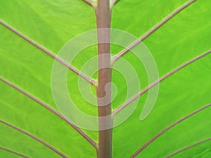 Closeup, Vertical abstract soft blur green striped leaf texture for background or design advertising product, Greenery nature