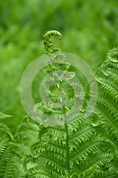 Closeup of a vertical Ostrich Fern frond with a curved end