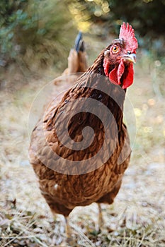 Closeup vertical of a Rhode Island Red hen in a yard.