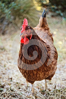 Closeup vertical of a Rhode Island Red hen in a yard.