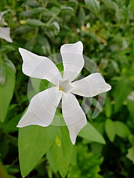 Closeup vertical shot of a beautiful white Greater Periwinkle flower in blossom