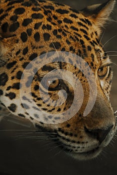 Closeup vertical shot of a beautifully spotted wild jaguar face details