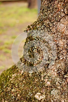 Closeup vertical shot of a bulge on a tree trunk