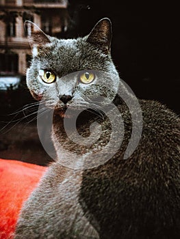 Closeup vertical shot of a grey cat with green eyes