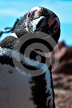 Closeup vertical shot of a penguin looking at the camera