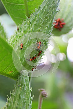 Closeup vertical shot of red bugs on a green plant