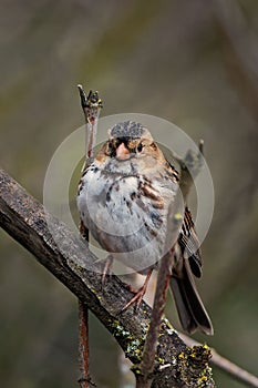 Closeup vertical shot of Rustic bunting from the bunting family Emberizidae with blurred background photo
