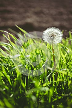 Closeup vertical shot of a single dandelion seed among a windblown grass field