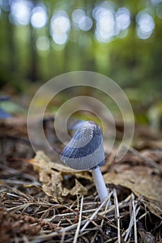 Closeup vertical shot of a single tiny mushroom in a chestnut forest