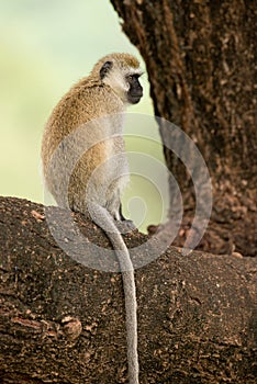 Closeup of a Vervet Monkey