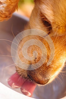 Closeup very cute cocker spaniel dog drinking water from metal bowl, animal nutrition concept