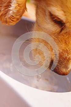Closeup very cute cocker spaniel dog drinking water from metal bowl, animal nutrition concept