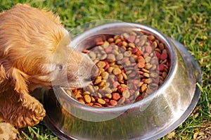 Closeup very cute cocker spaniel dog eating from metal bowl with fresh crunchy food sitting on green grass, animal