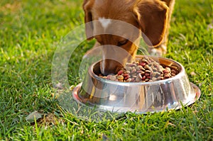 Closeup very cute mixed breed dog eating from metal bowl with fresh crunchy food sitting on green grass, animal