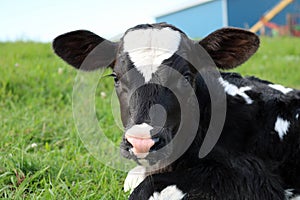 Closeup of a very newborn Holstein calf laying in the field looking at the camera