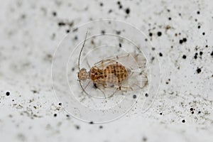 Closeup on a very small booklice species, Ectopsocus briggsi  sit