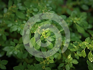 Closeup very tiny green leaves of small tropical natural growing plant in nature outdoor