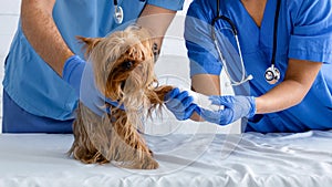 Closeup of vet doc with nurse bandaging dog`s paw at animal clinic