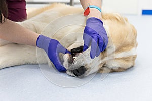 Closeup of veterinarian checks teeth and gums of a Central asian shepherd dog. Dog under medical exam, oral inspection procedure