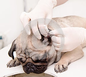 Closeup veterinarian cleans ears to a dog in vet office
