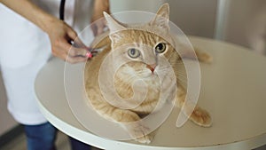 Closeup of Veterinarian woman with stethoscope examining cat in medical vet office