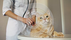 Closeup of Veterinarian woman with stethoscope examining cat in medical vet office