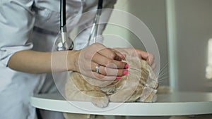 Closeup of Veterinarian woman with stethoscope examining cat in medical vet office