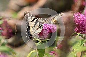 Closeup of vibrant butterflies perched on a cluster of pink blossoms