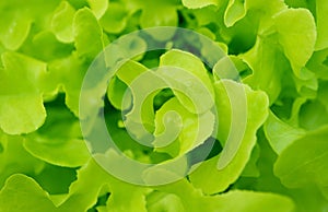 Closeup of Vibrant Color Green Oak Leaf Lettuces Texture