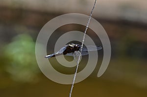 closeup of a  vibrant dragonfly perched atop a stem with a blurry background