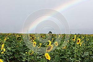 Closeup of a vibrant field of sunflowers ,illuminated by a vibrant rainbow in the backdrop