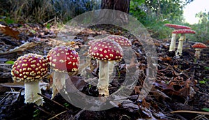 Closeup of vibrant fly agaric mushrooms growing on forest floor