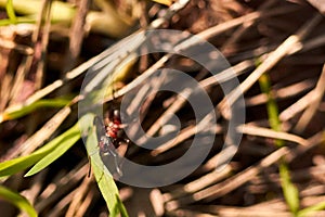 Closeup of a vibrant green grass blade, with a small ant perched atop