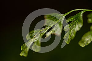 Closeup of a vibrant green oak leaf set against a dark background