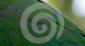 Closeup of Vibrant Green Parrot Feathers
