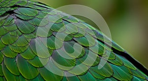 Closeup of Vibrant Green Parrot Feathers