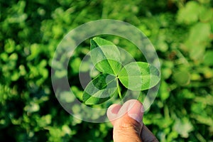 Closeup Vibrant Green Three-leaf Clover in Hand with Blurry Clover Field in Background